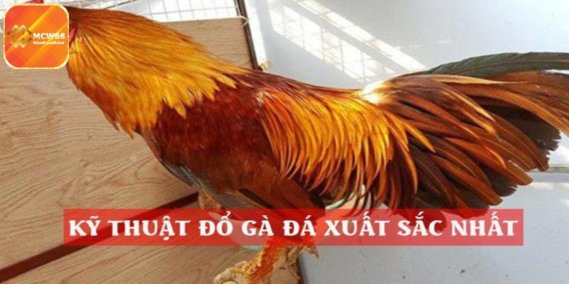 Kỹ thuật đổ gà đá tại MCW66 là gì?